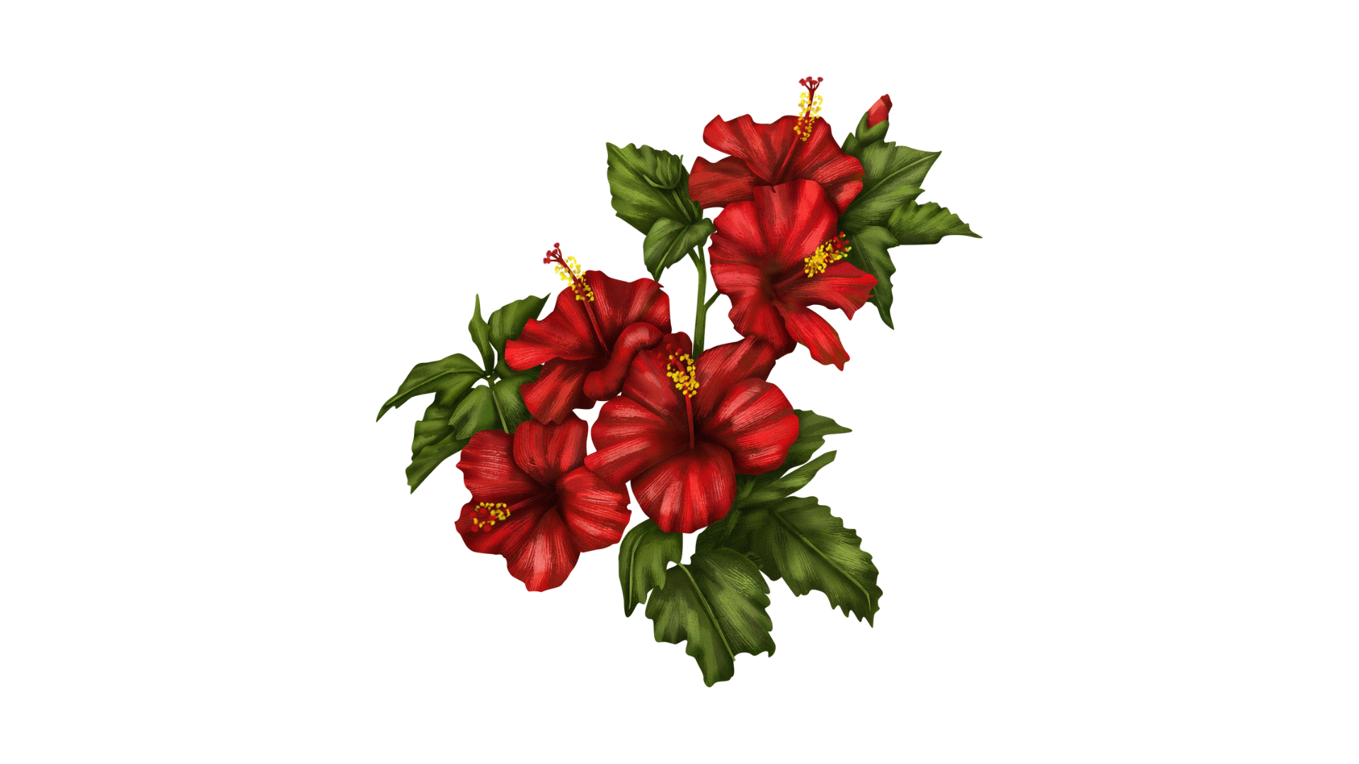 free-flower-png-images