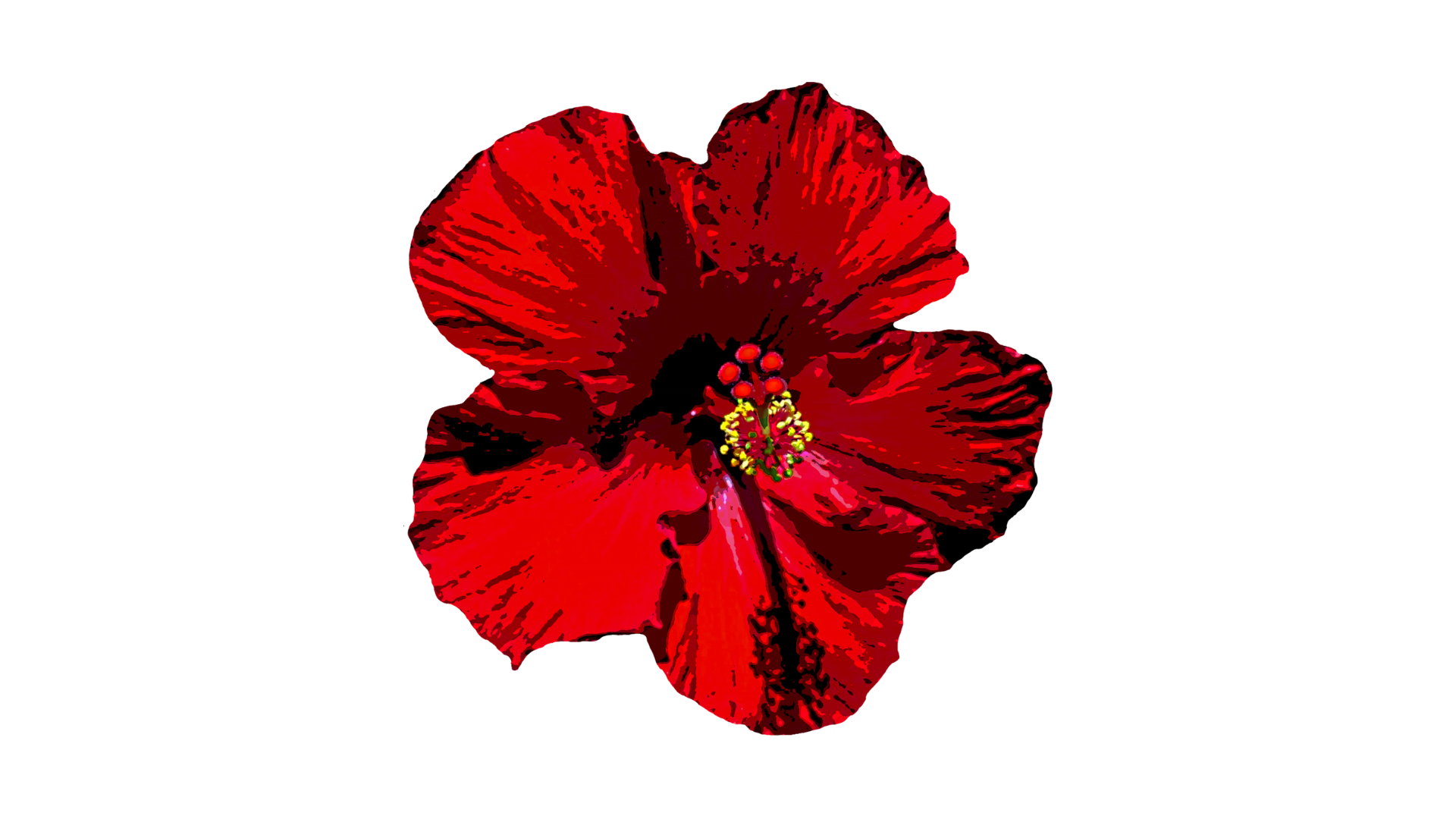 flower-png-transparent-image