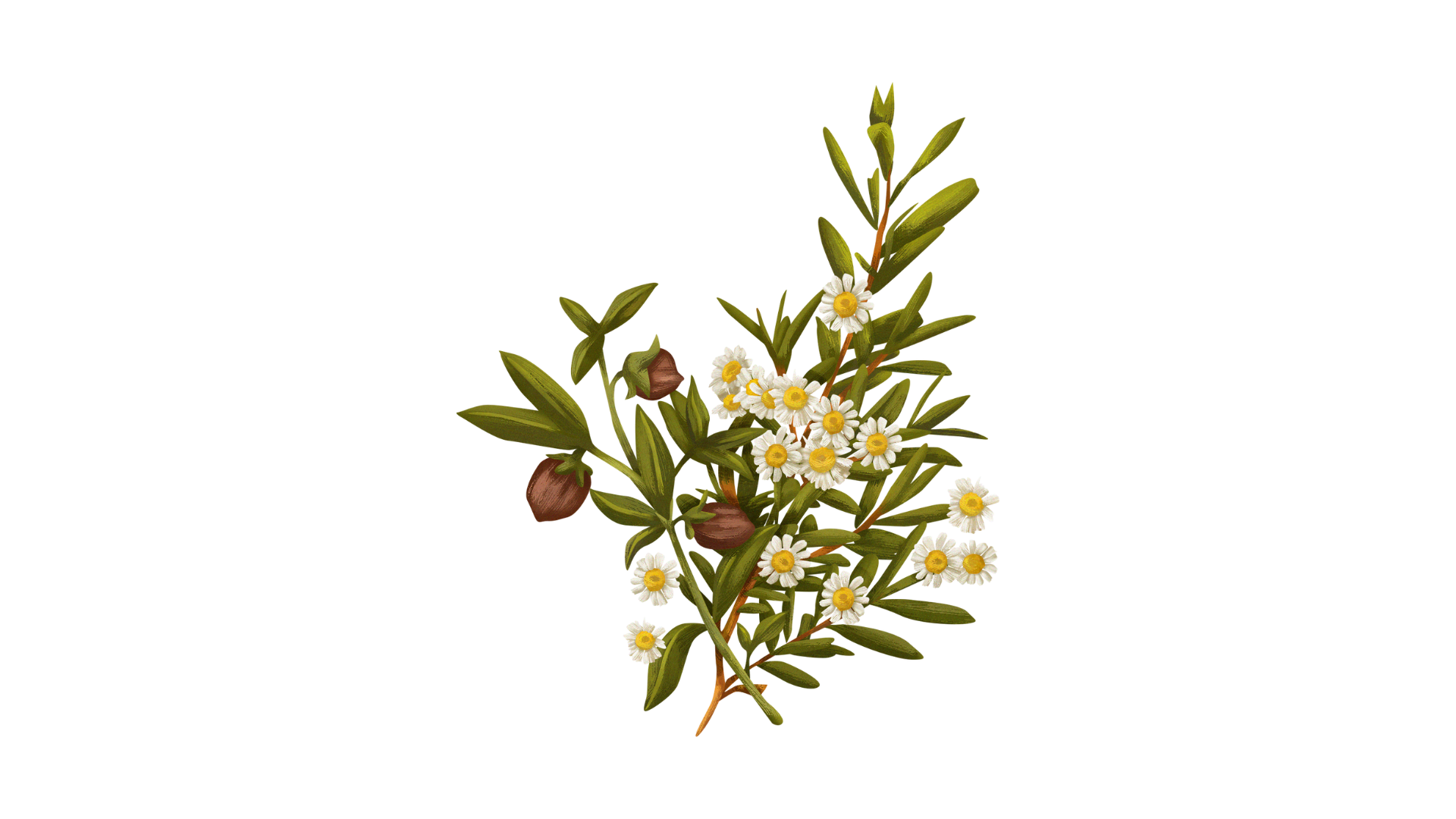 flower-bokeh-png-images