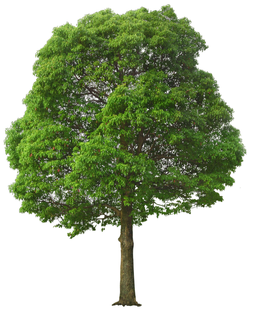 Tree, Large Green Tree, green tree illustration, leaf, branch, presentation png free download
