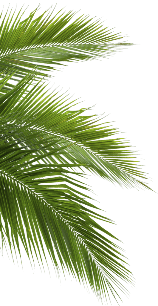 Coconut Arecaceae Leaf White, jungle, green palm leaves, blue, branch, plant Stem png