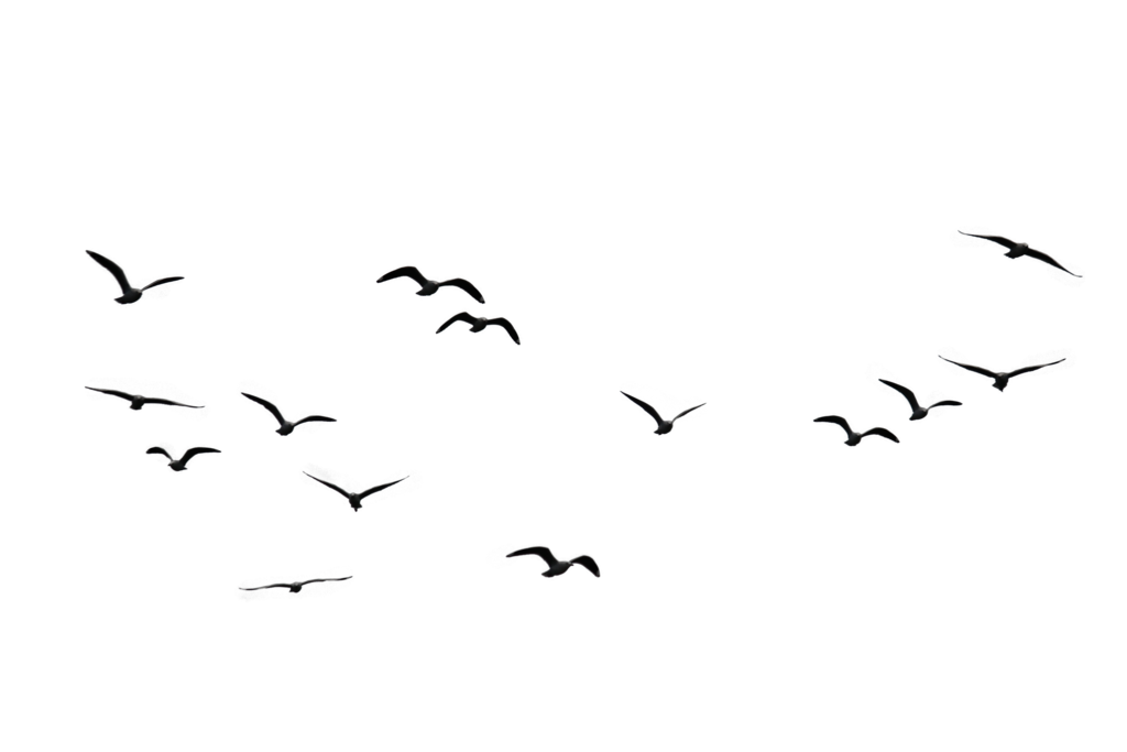 Flying black birds illustration, Bird Flock, Birds, angle, white, animals png