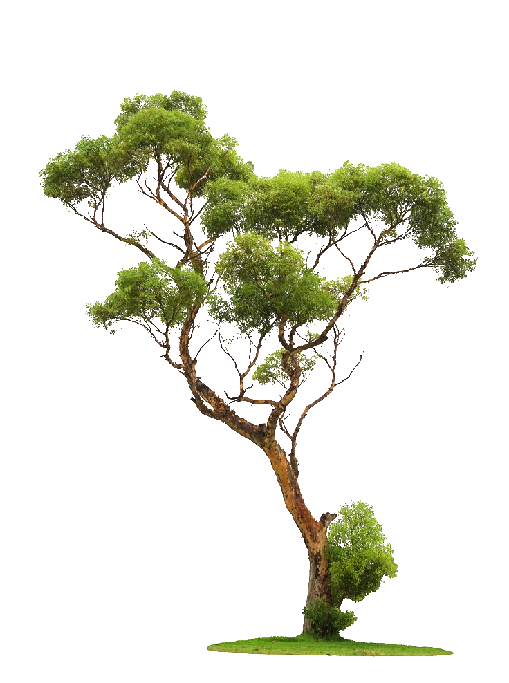 Tree graphy, Trees, green leafed tree, tree Branch, branch, presentation png
