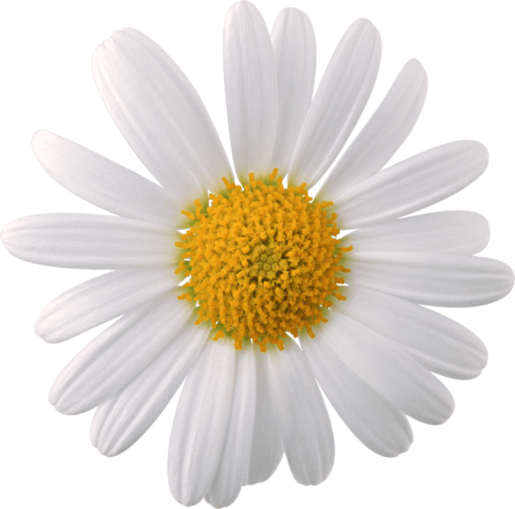 White daisy flower, Flower Chamomile, Camomile, image File Formats, lollipop png